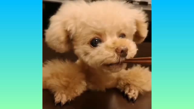 06-CUTE BABY DOGS - VERY CUTE BABY DOGS
