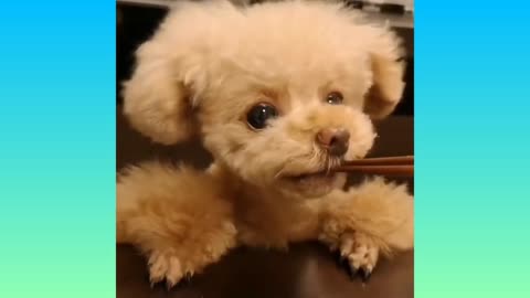 06-CUTE BABY DOGS - VERY CUTE BABY DOGS