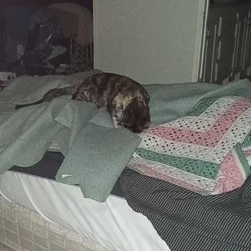 Playing in the blankets