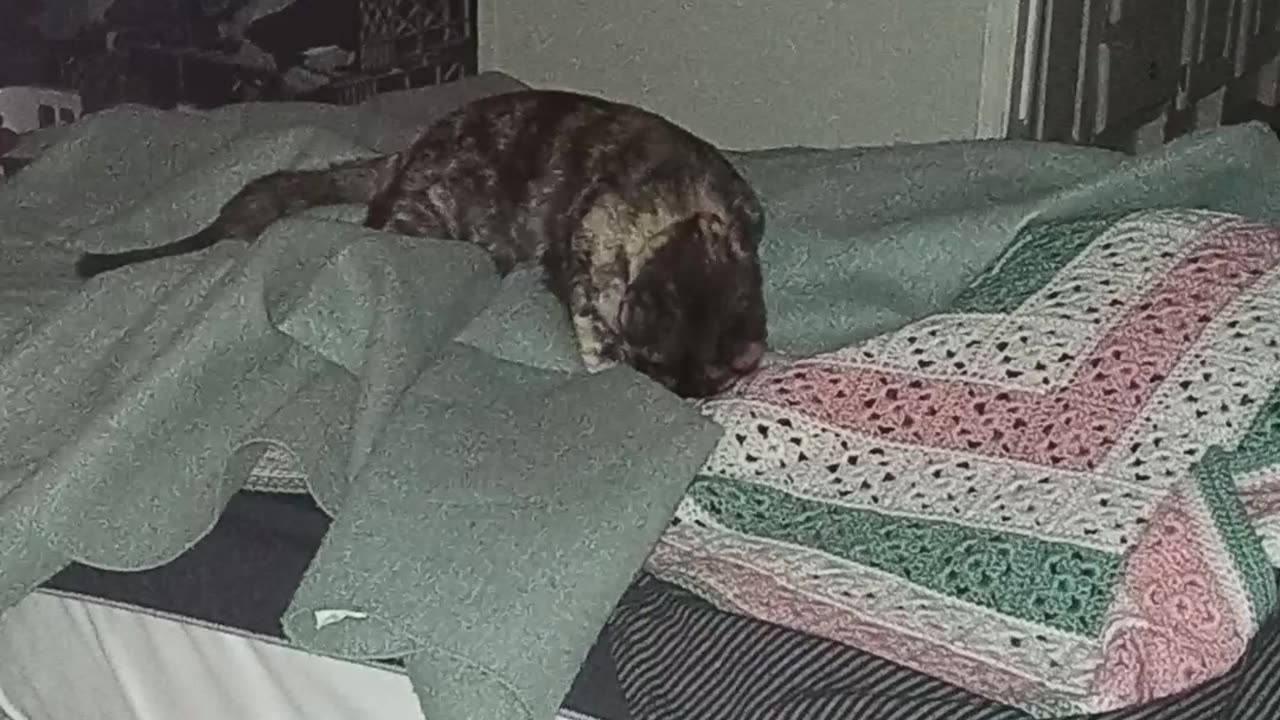 Playing in the blankets