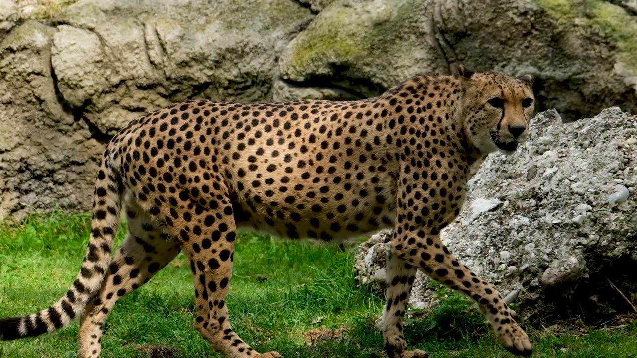 A Cheetah Walking and Looking Around