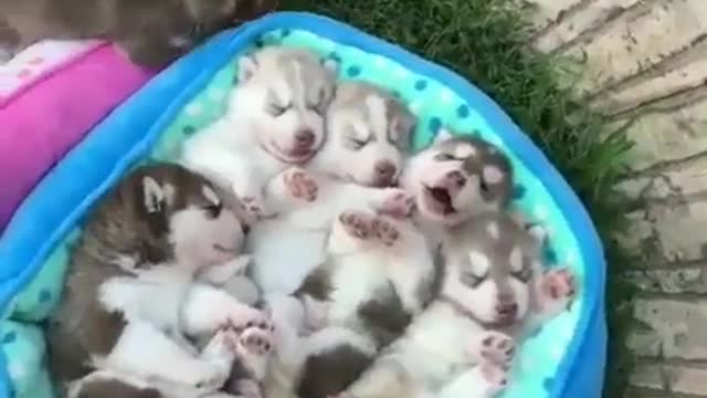 Oh, my God, so many dogs. It's too meat meat