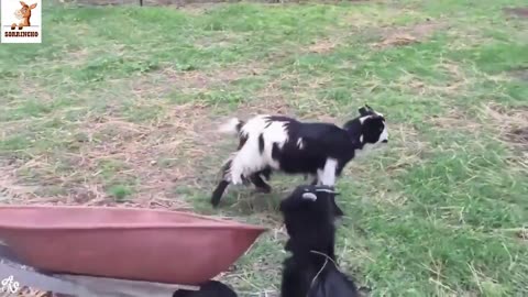 Funny animal videos @20, laugh till you cry. haha.