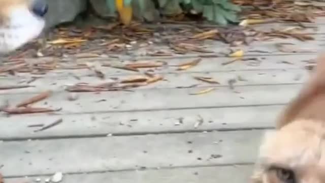 Foxs