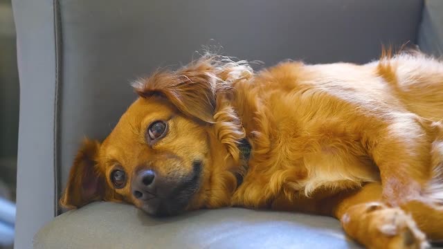 Cute small dog looking around