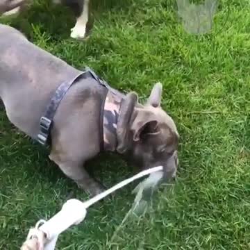 Wow nicely 🐕 dog homes