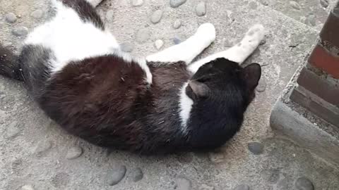 answering cat