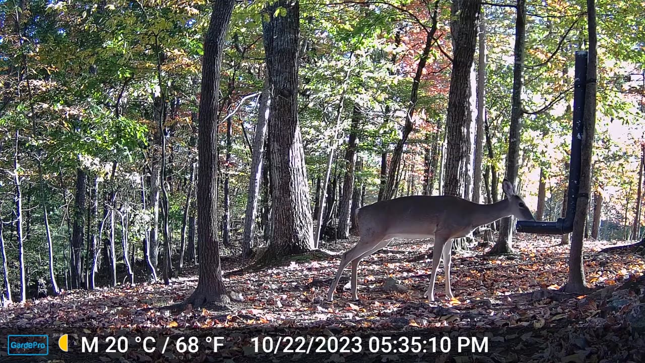 The Woods – 10/23/2023