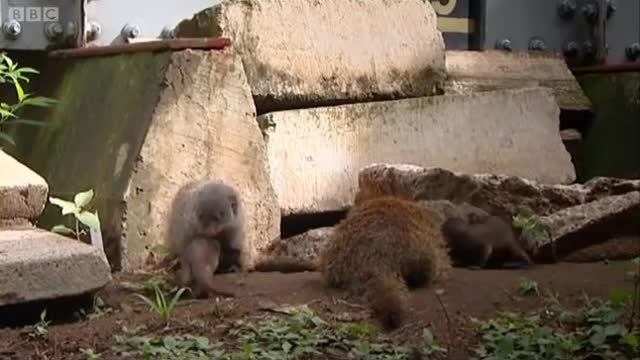 First Day Outside | Banded Brothers (The Mongoose Mob) | BBC Earth