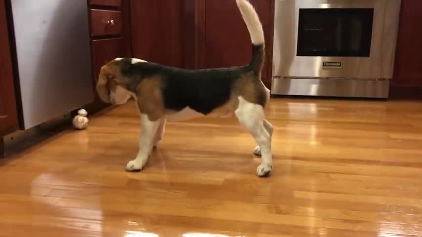 Beagle Pup