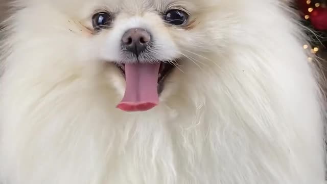 Cute Pomeranian Is Exiting For Christmas.🎄