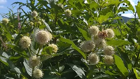 Sugar Shack Buttonbush