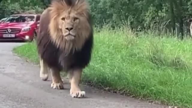 Lion walks around the city