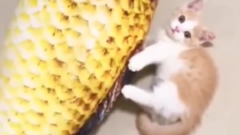 Funny video cat very funny