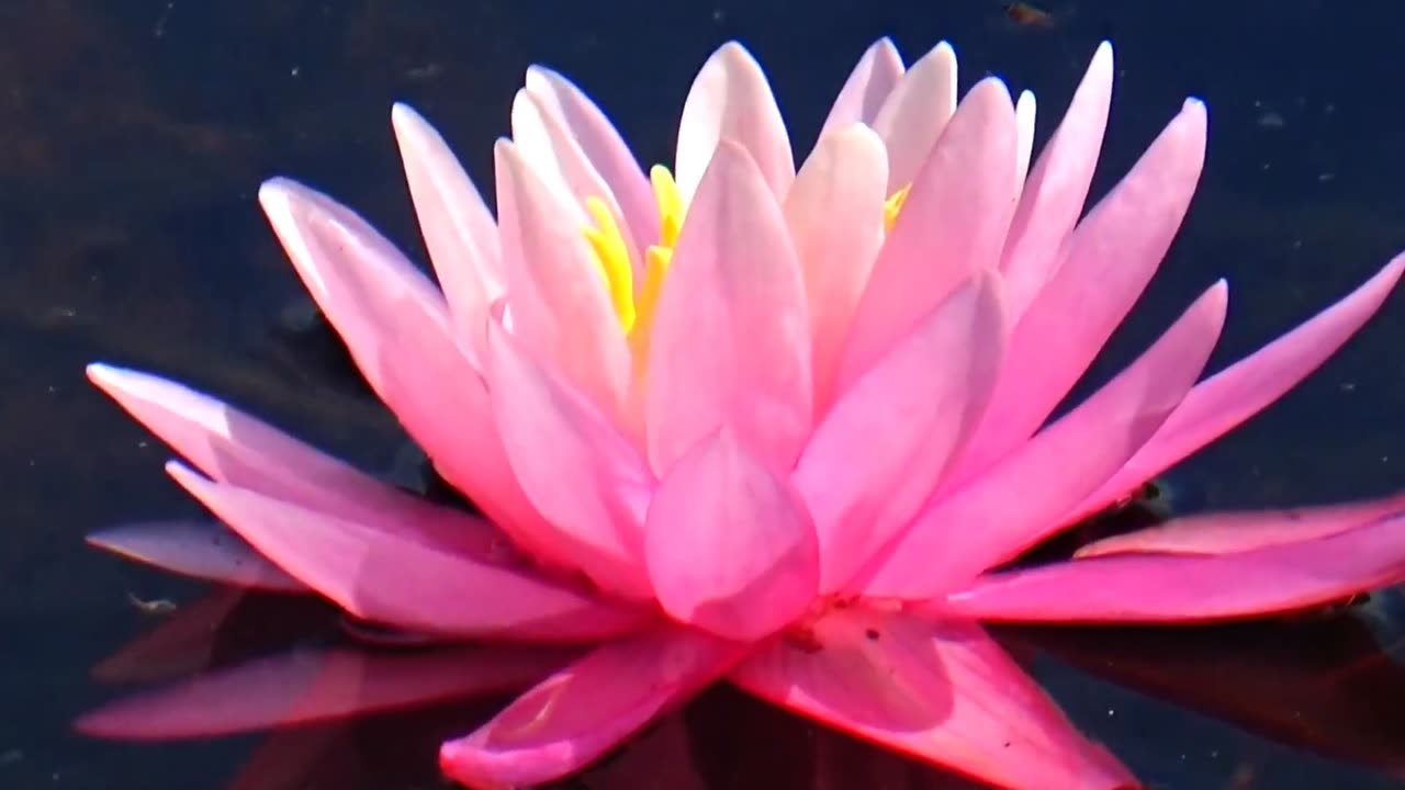 Water Lily