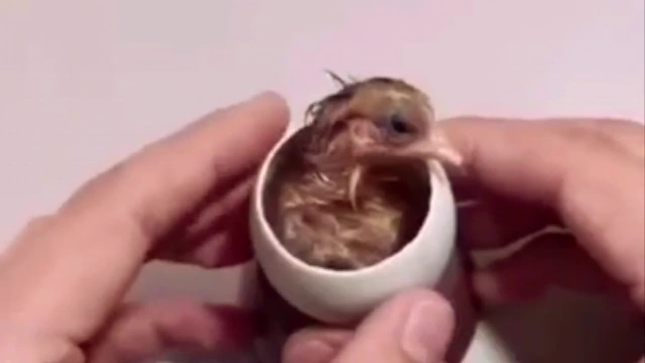 How a Chick is Born from an EGG!