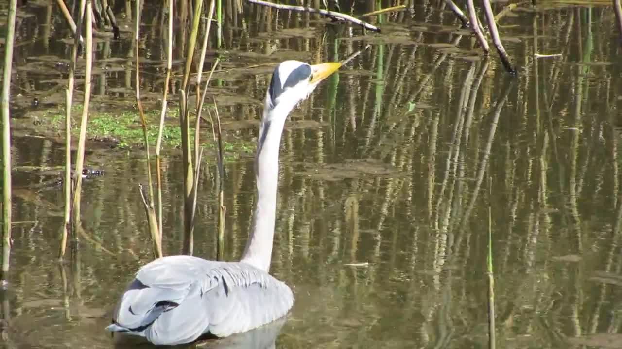 Grey Heron Wiggling Its Body