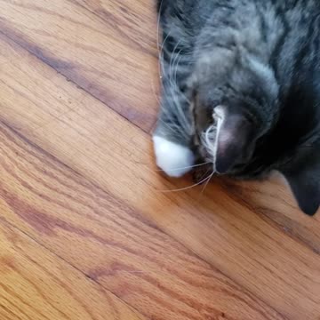 Kitten Catching roaches
