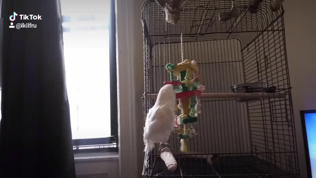 Peanut and Grey clips