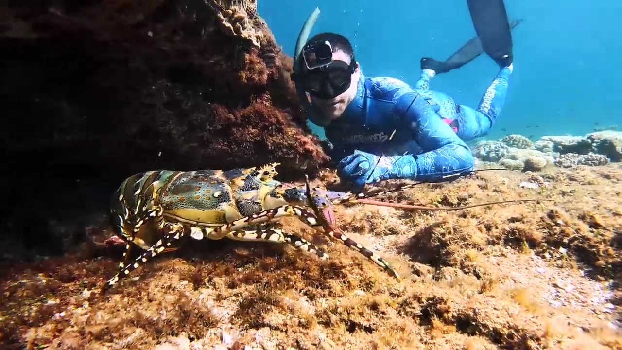 Catching Giant Lobsters For Food On Remote Island