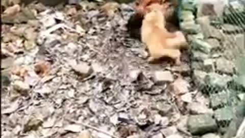 Chicken vs Dog Funny Animal video