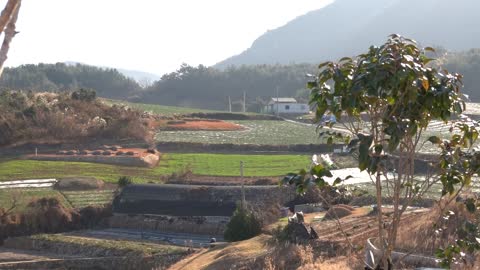 Early morning views of rice paddies and fields