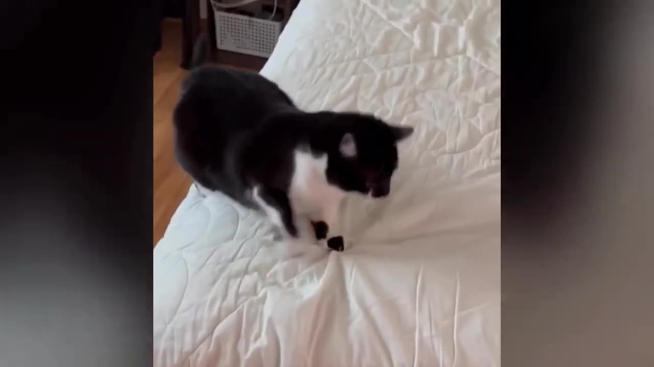 Funny Cat Compilation #3