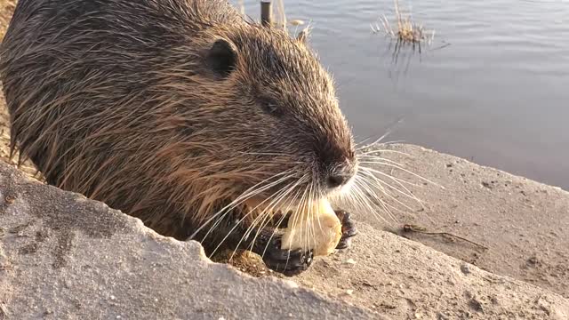 A mouse is eating near a pond