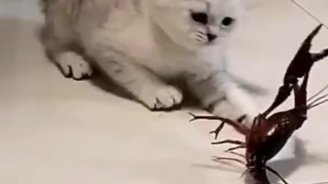 A Baby Cat is very Beautiful Playing