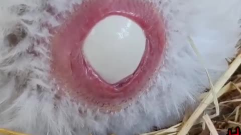 Watch the egg coming out