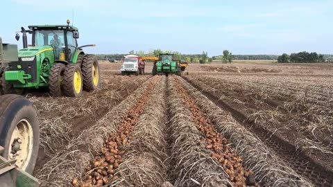 Potato harvest