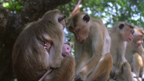 Mother and Baby Monkeys