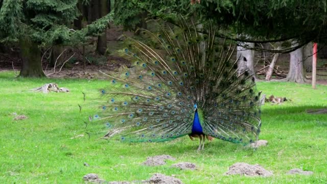 incredible peacock dance🦚🦚