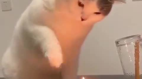 cat experiencing candle fire for the first time