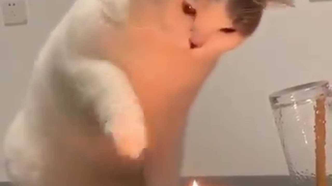 cat experiencing candle fire for the first time