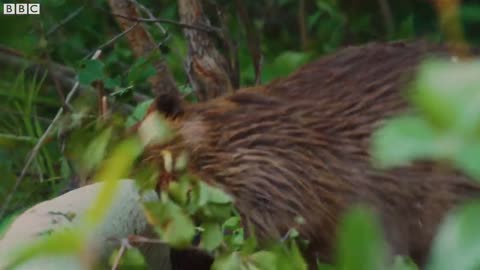 Beavers: Dam Good Engineers | Animal Einsteins | BBC Earth