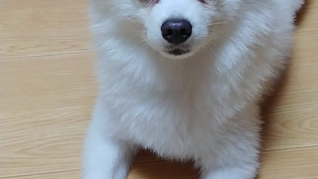 Smart and cute puppy