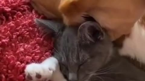 Funny and Cute DOG Videos Compilation