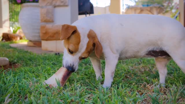 Dogs and bones/Beauty of Dogs