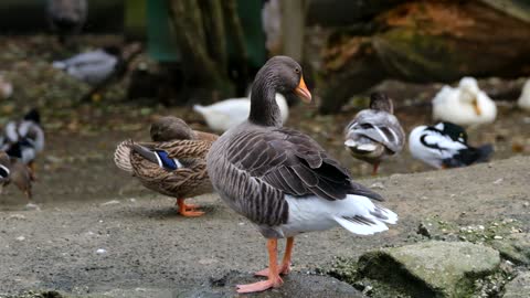 a duck playing in the park