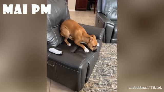 These are some of BEST FUNNY DOG videos in 2021 TRY NOT TO LAUGH FUNNY VIDEOS