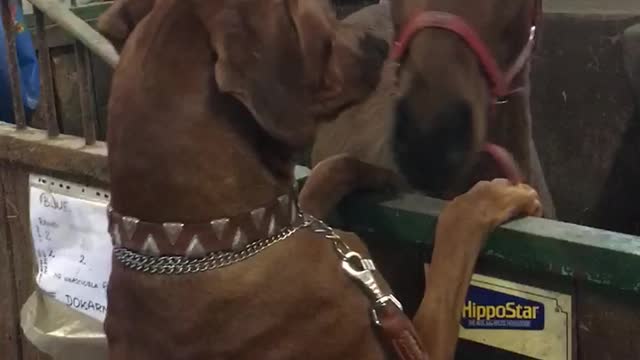 Big Dog, Small Horse, Best Friends