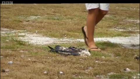 The Dangers of Marine Debris to the Albatross | Hawaii: Message in the Waves | BBC Earth