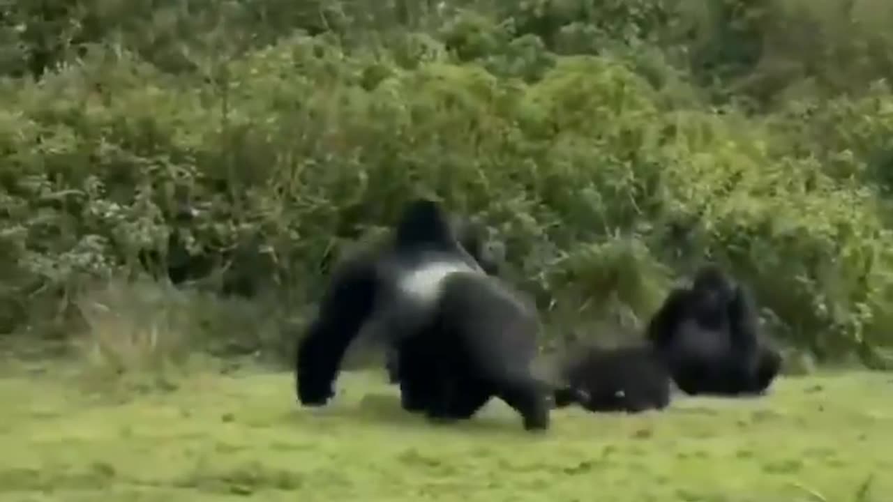Majedar animal video