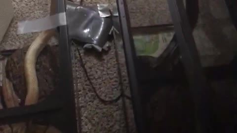Guy walks into room to see his snakes doing the same thing