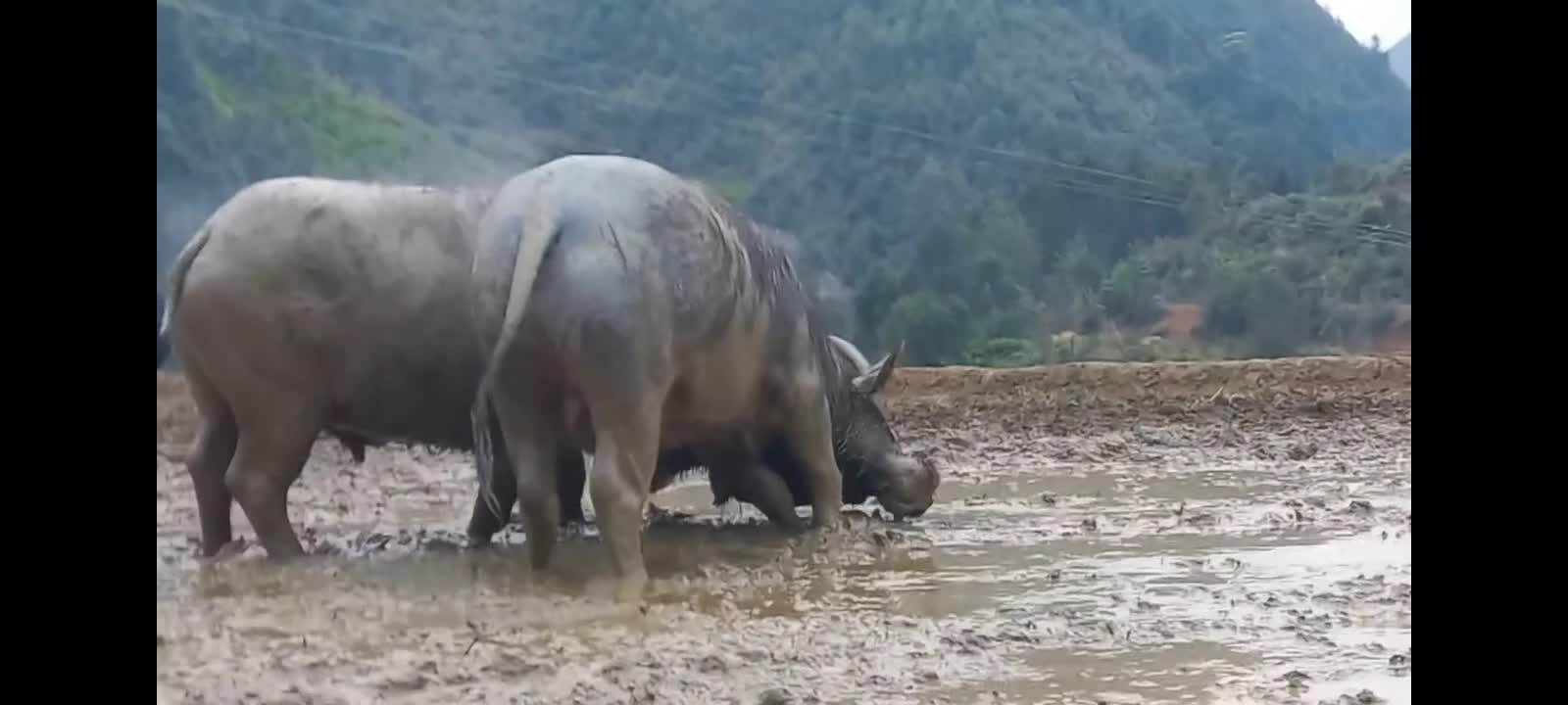 dangerous and good fighting buffalo