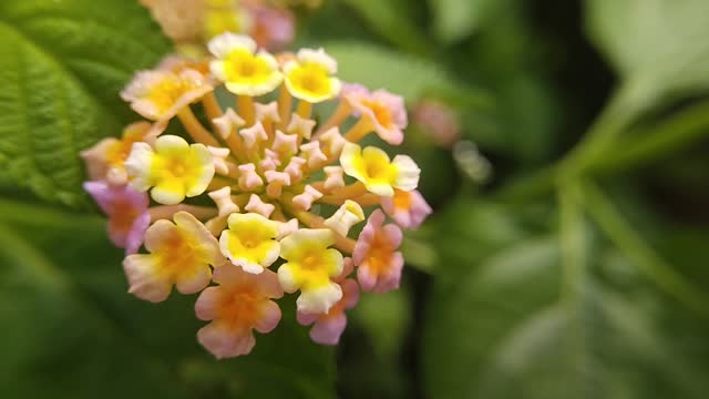 This minute I saw beautiful colorful flowers