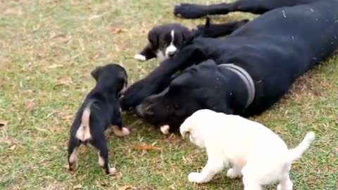 Dog Chewing a Bone