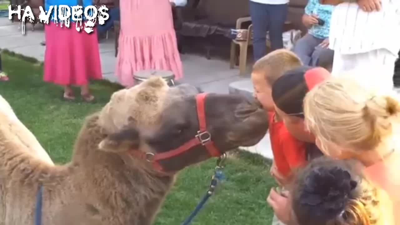 Cute kid and camel