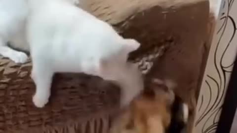 So funny cute ❤ dogs 🐶 and cats 🐱 part 5